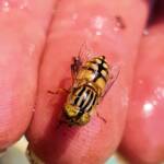 Golden Native Drone Fly (Eristalinus punctulatus) rescued from a swimming pool in Alice Springs NT