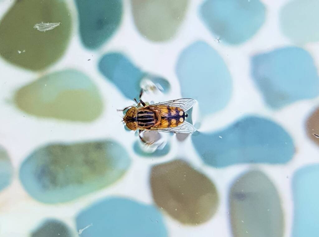 Golden Native Drone Fly (Eristalinus punctulatus) in swimming pool in Alice Springs NT