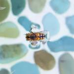 Golden Native Drone Fly (Eristalinus punctulatus) in swimming pool in Alice Springs NT