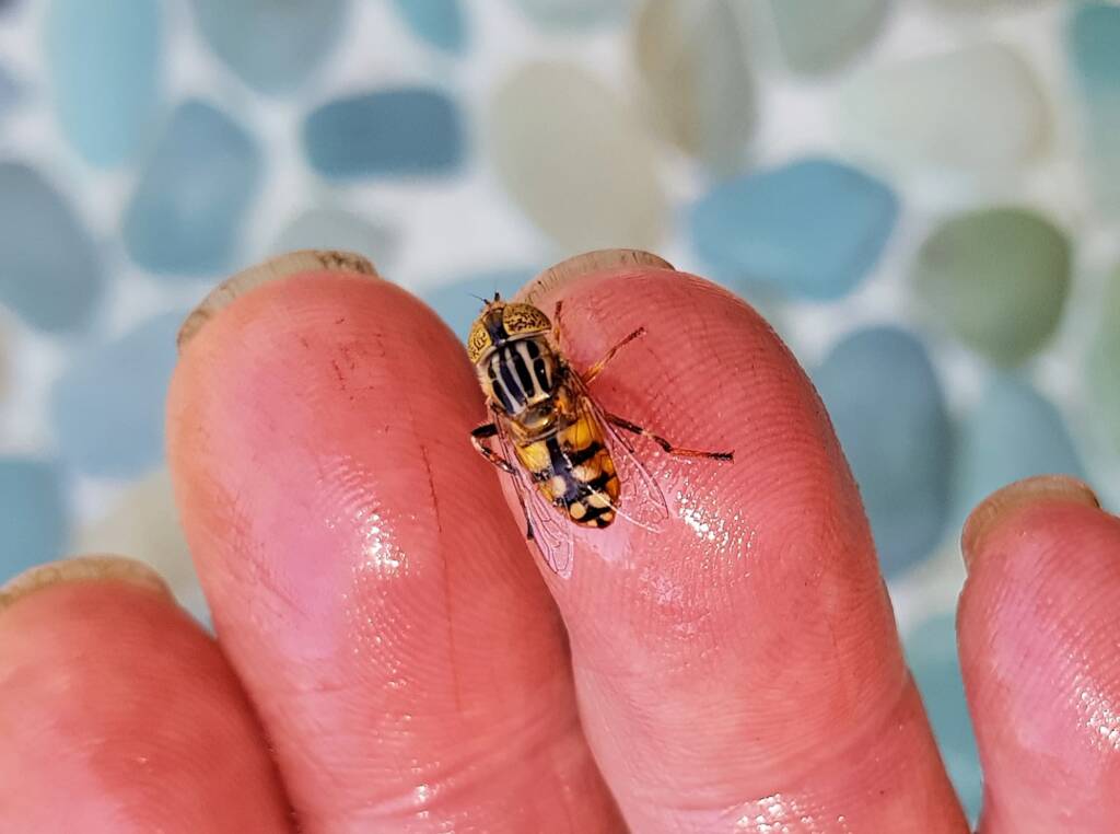 Golden Native Drone Fly (Eristalinus punctulatus) rescued from a swimming pool in Alice Springs NT