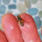 Golden Native Drone Fly (Eristalinus punctulatus) rescued from a swimming pool in Alice Springs NT