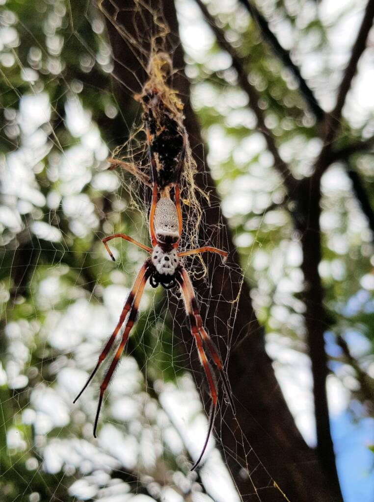Female Australian Golden Orb Weaver Spider (Trichonephila edulis), Alice Springs NT