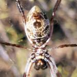 Underside of the Female Australian Golden Orb Weaver Spider (Trichonephila edulis), Alice Springs NT