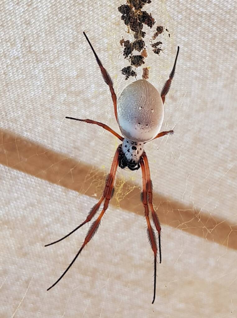 Female Australian Golden Orb Weaver Spider (Trichonephila edulis), Alice Springs NT