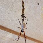 Female Australian Golden Orb Weaver Spider (Trichonephila edulis), Alice Springs NT