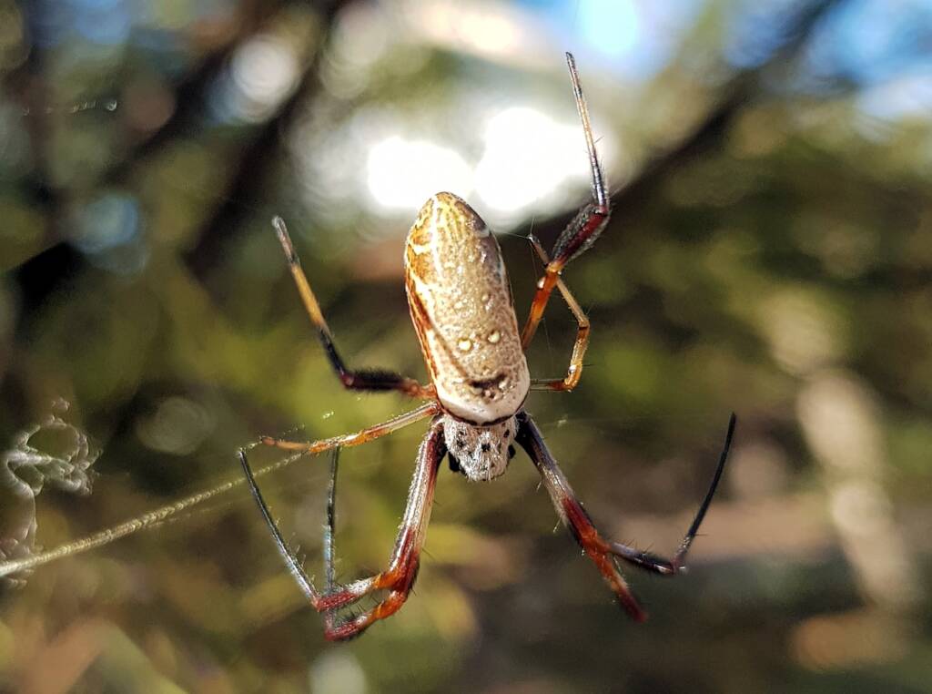 Female Australian Golden Orb Weaver Spider (Trichonephila edulis), Alice Springs NT