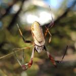 Female Australian Golden Orb Weaver Spider (Trichonephila edulis), Alice Springs NT