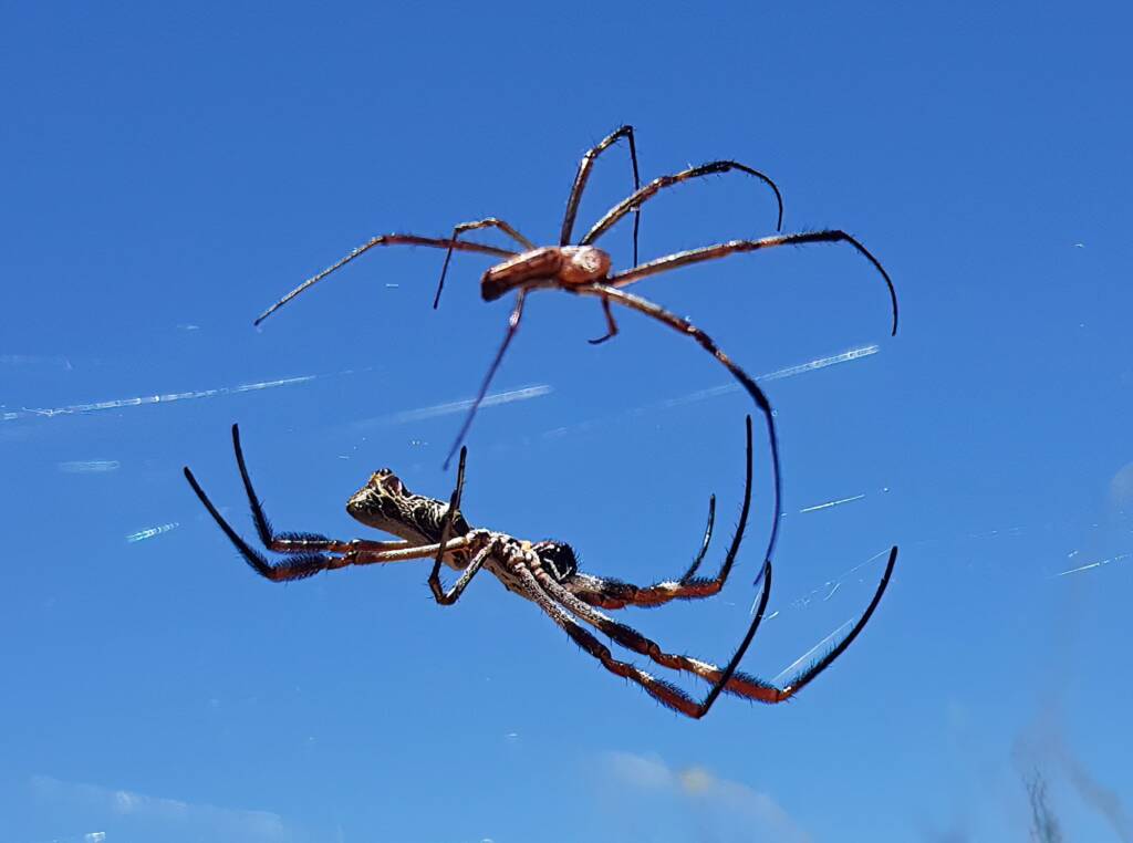 Female and large male Australian Golden Orb Weaver Spider (Trichonephila edulis), Alice Springs NT