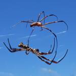Female and large male Australian Golden Orb Weaver Spider (Trichonephila edulis), Alice Springs NT