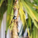 Female and male Australian Golden Orb Weaver Spider (Trichonephila edulis) and golden web strands, Alice Springs NT