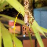 Female and male Australian Golden Orb Weaver Spider (Trichonephila edulis) and golden web strands, Alice Springs NT