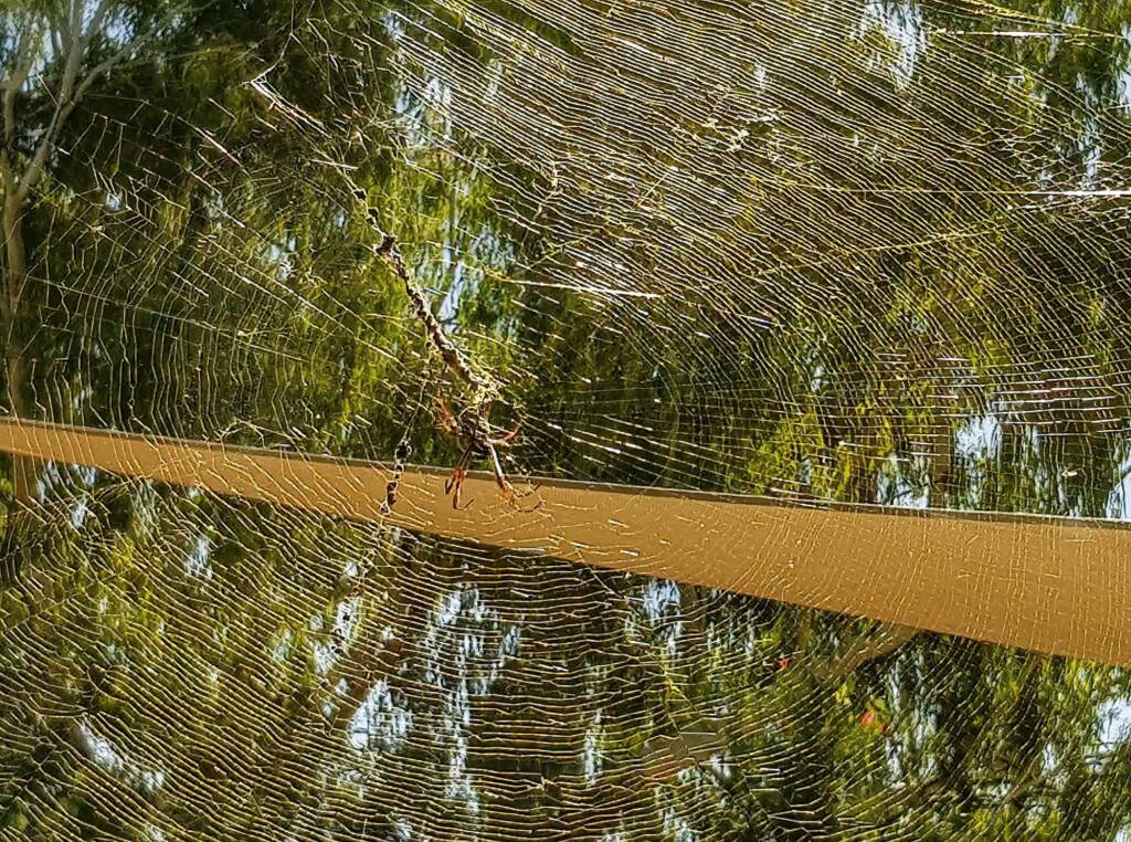 Australian Golden Orb Weaver Spider (Trichonephila edulis) and golden web, Alice Springs NT