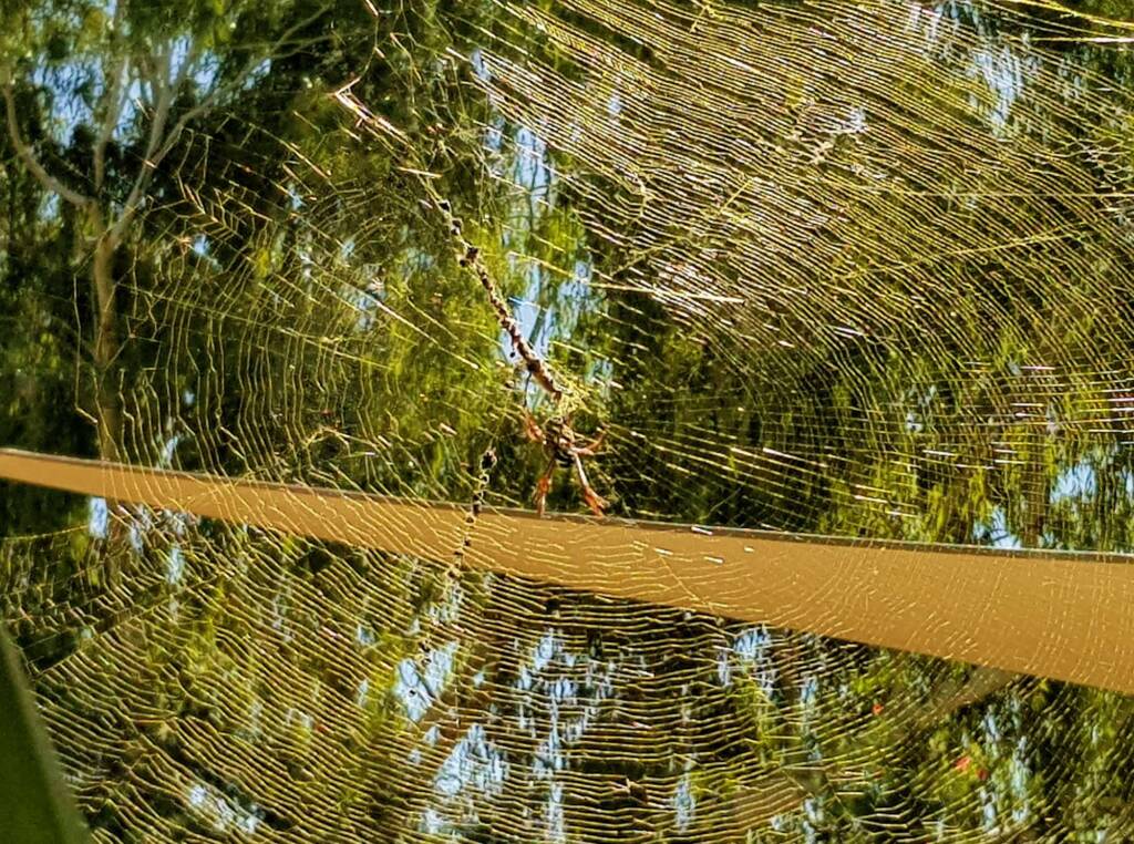 Australian Golden Orb Weaver Spider (Trichonephila edulis) and golden web, Alice Springs NT