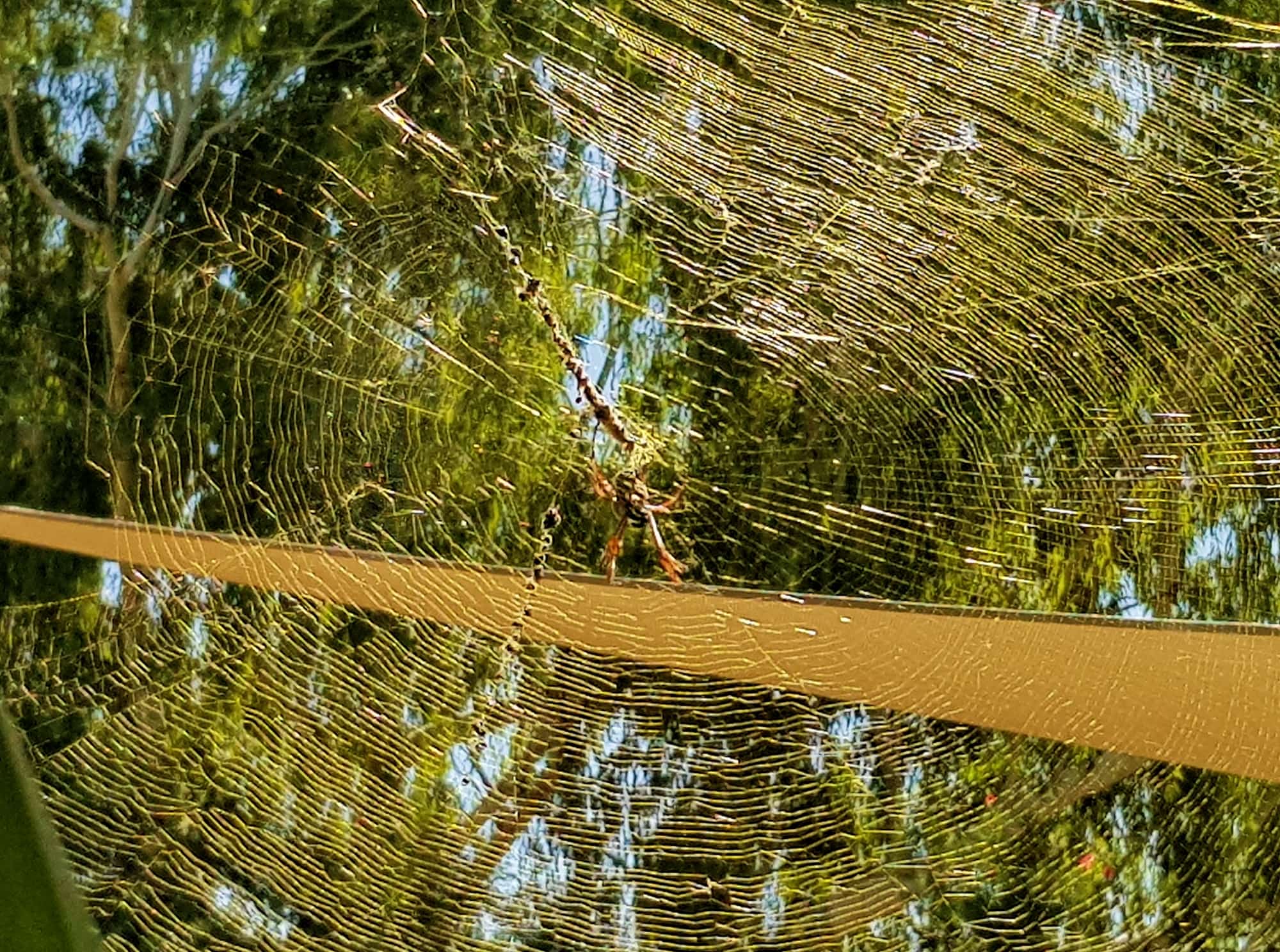 Australian Golden Orb Weaver Spider (Trichonephila edulis) and golden web, Alice Springs NT
