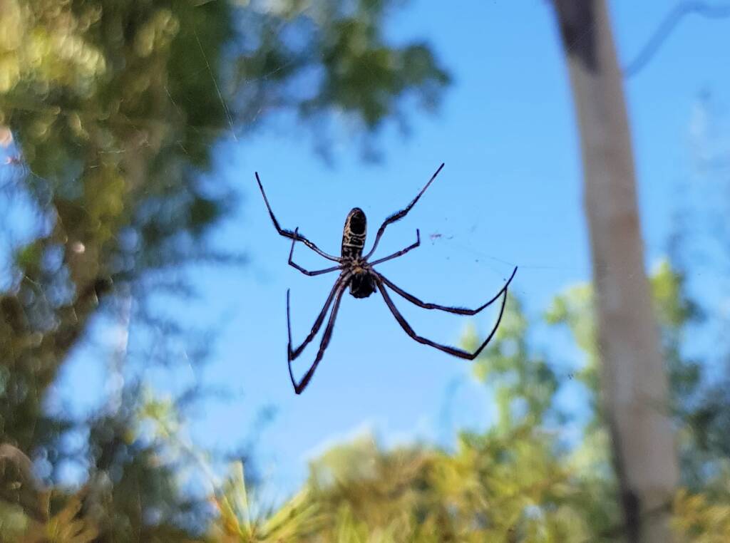 Young female Australian Golden Orb Weaver Spider (Trichonephila edulis), Alice Springs NT