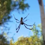 Young female Australian Golden Orb Weaver Spider (Trichonephila edulis), Alice Springs NT