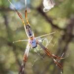 Young female Australian Golden Orb Weaver Spider (Trichonephila edulis), Alice Springs NT