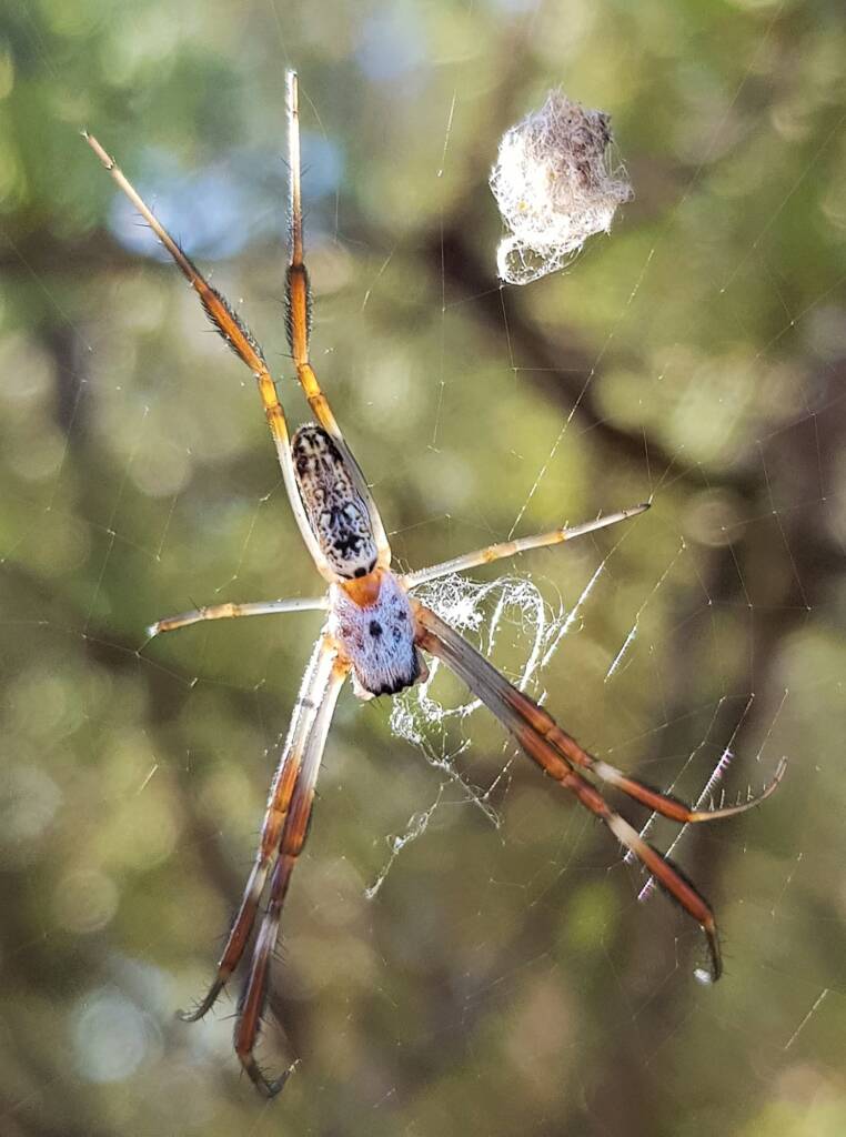 Young female Australian Golden Orb Weaver Spider (Trichonephila edulis), Alice Springs NT