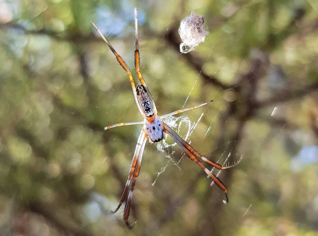 Young female Australian Golden Orb Weaver Spider (Trichonephila edulis), Alice Springs NT