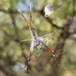 Young female Australian Golden Orb Weaver Spider (Trichonephila edulis), Alice Springs NT