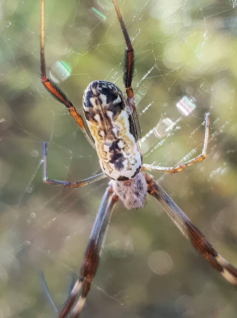Young female Australian Golden Orb Weaver Spider (Trichonephila edulis), Alice Springs NT
