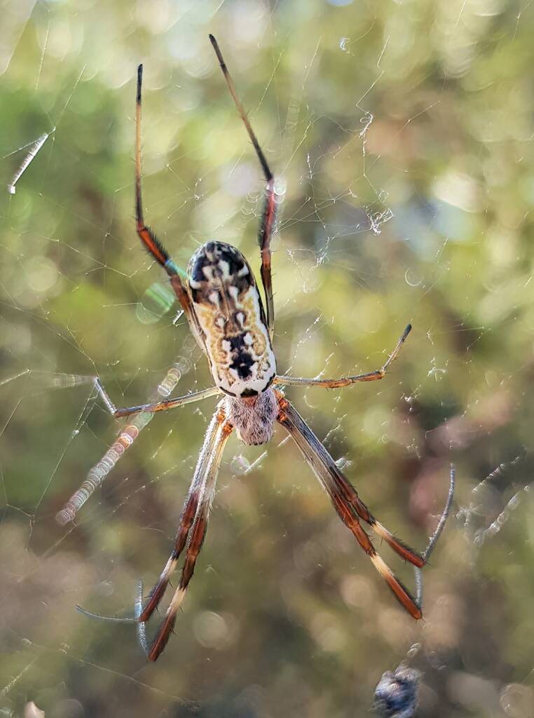 Young female Australian Golden Orb Weaver Spider (Trichonephila edulis), Alice Springs NT