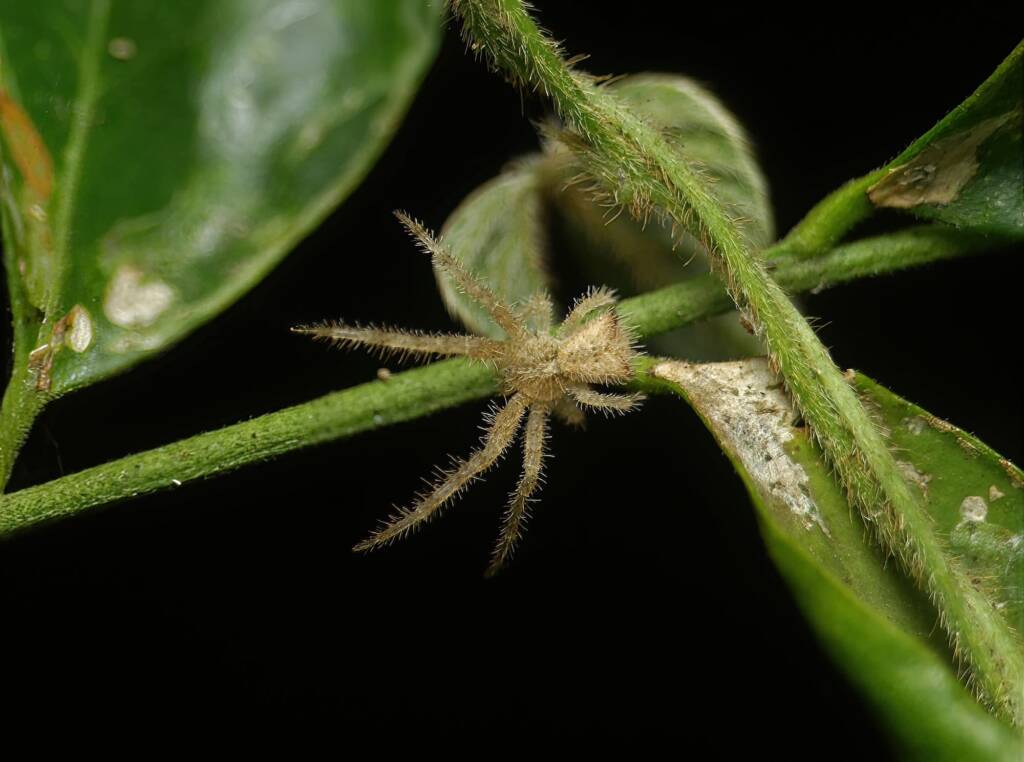 Hairy Crab Spider (Sidymella hirsuta), Brisbane QLD © Stefan Jones
