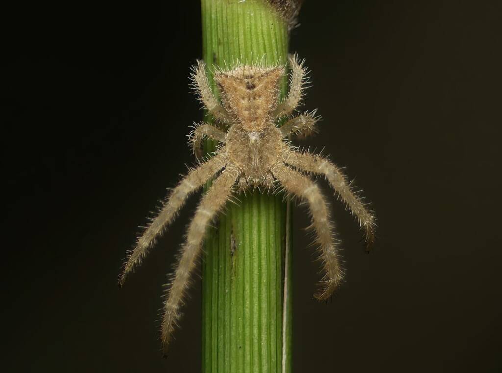Hairy Crab Spider (Sidymella hirsuta), Brisbane QLD © Stefan Jones