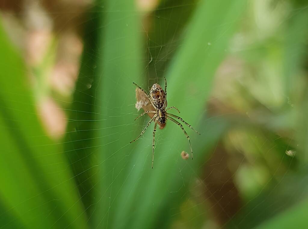 Juvenile female Australian Golden Orb Weaver Spider (Trichonephila edulis), Alice Springs NT