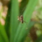 Juvenile female Australian Golden Orb Weaver Spider (Trichonephila edulis), Alice Springs NT