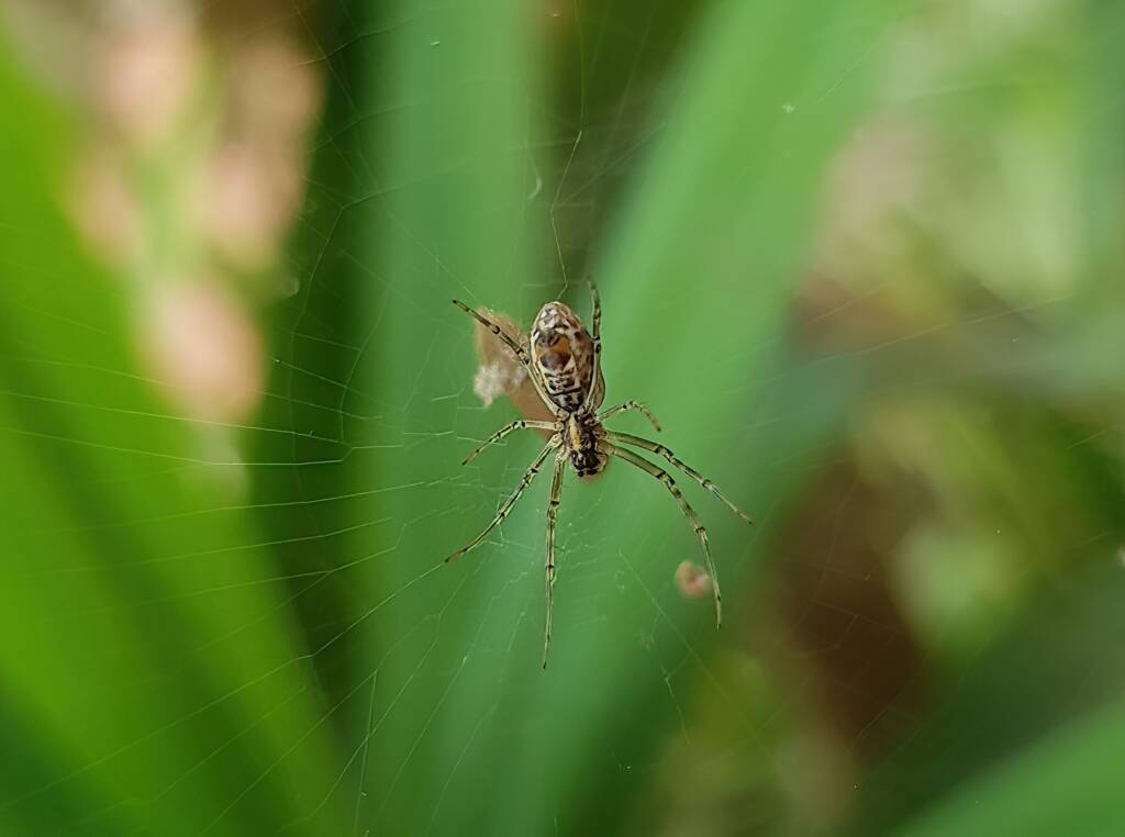 Juvenile female Australian Golden Orb Weaver Spider (Trichonephila edulis), Alice Springs NT