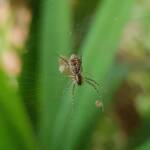 Juvenile female Australian Golden Orb Weaver Spider (Trichonephila edulis), Alice Springs NT