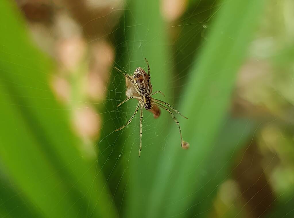 Juvenile female Australian Golden Orb Weaver Spider (Trichonephila edulis), Alice Springs NT