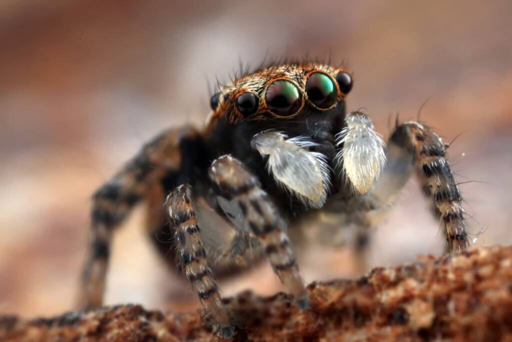 Juvenile male Maratus volans, NSW © Michael Doe