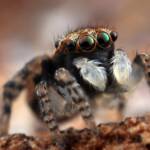 Juvenile male Maratus volans, NSW © Michael Doe