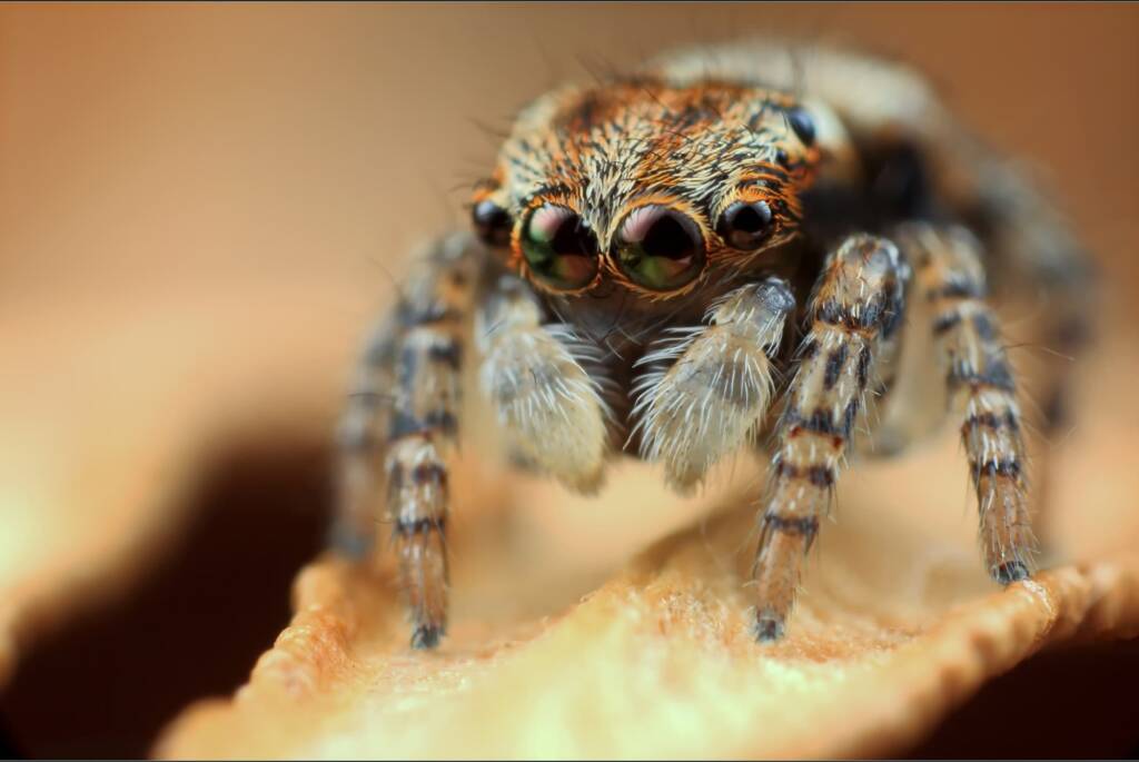 Juvenile male Maratus volans, NSW © Michael Doe