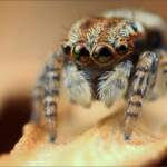 Juvenile male Maratus volans, NSW © Michael Doe
