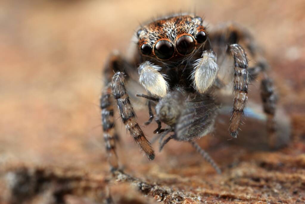 Juvenile male Maratus volans with Moth Fly (Psychodidae) © Michael Doe