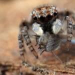 Juvenile male Maratus volans with Moth Fly (Psychodidae) © Michael Doe