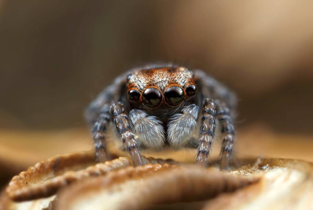 Juvenile male Maratus volans, Woy Woy NSW © Michael Doe