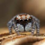 Juvenile male Maratus volans, Woy Woy NSW © Michael Doe