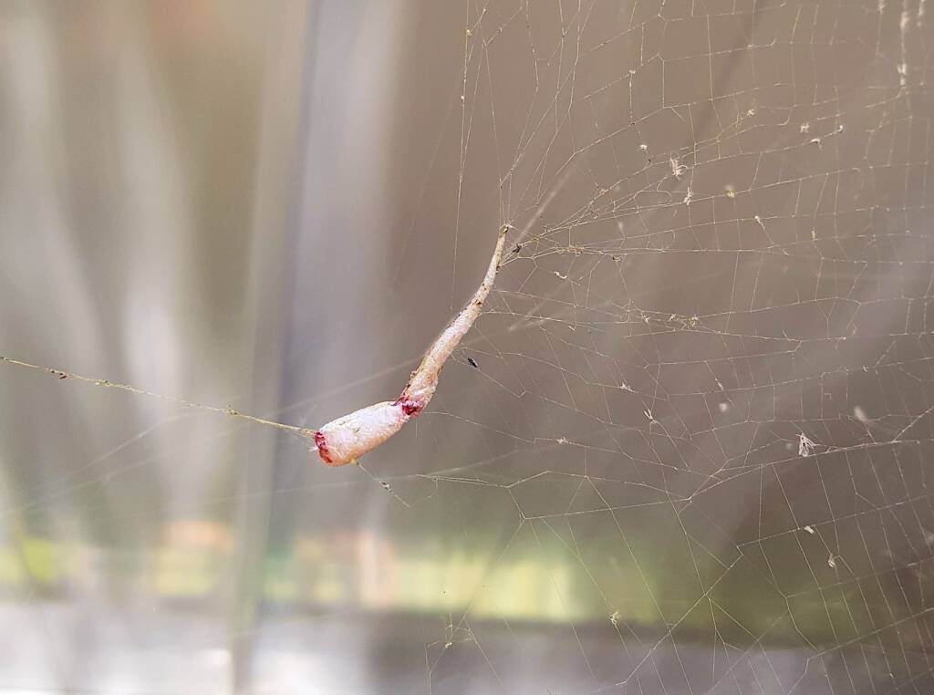 Tail of a lizard left behind in the Golden Orb Weaver Spider (Trichonephila edulis) web