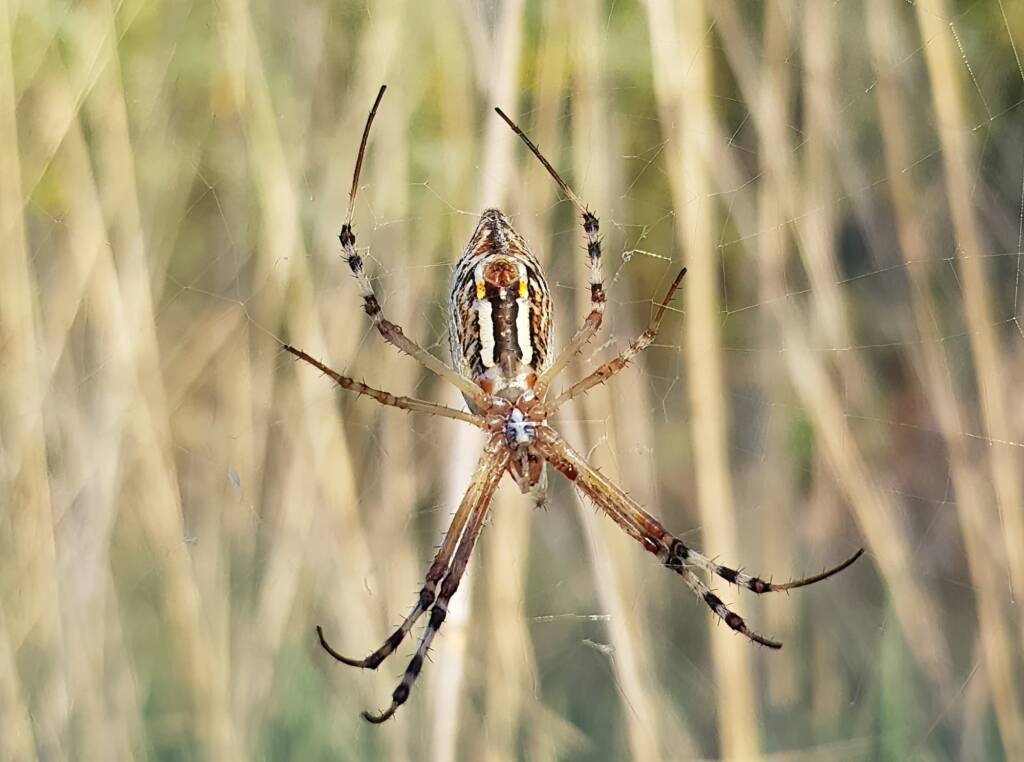 Longtailed Orb-weaving Spider (Argiope protensa), Alice Springs Desert Park NT