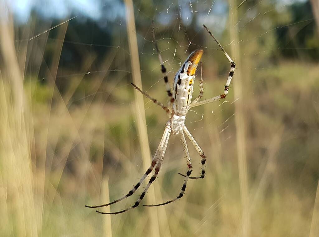 Longtailed Orb-weaving Spider (Argiope protensa), Alice Springs Desert Park NT