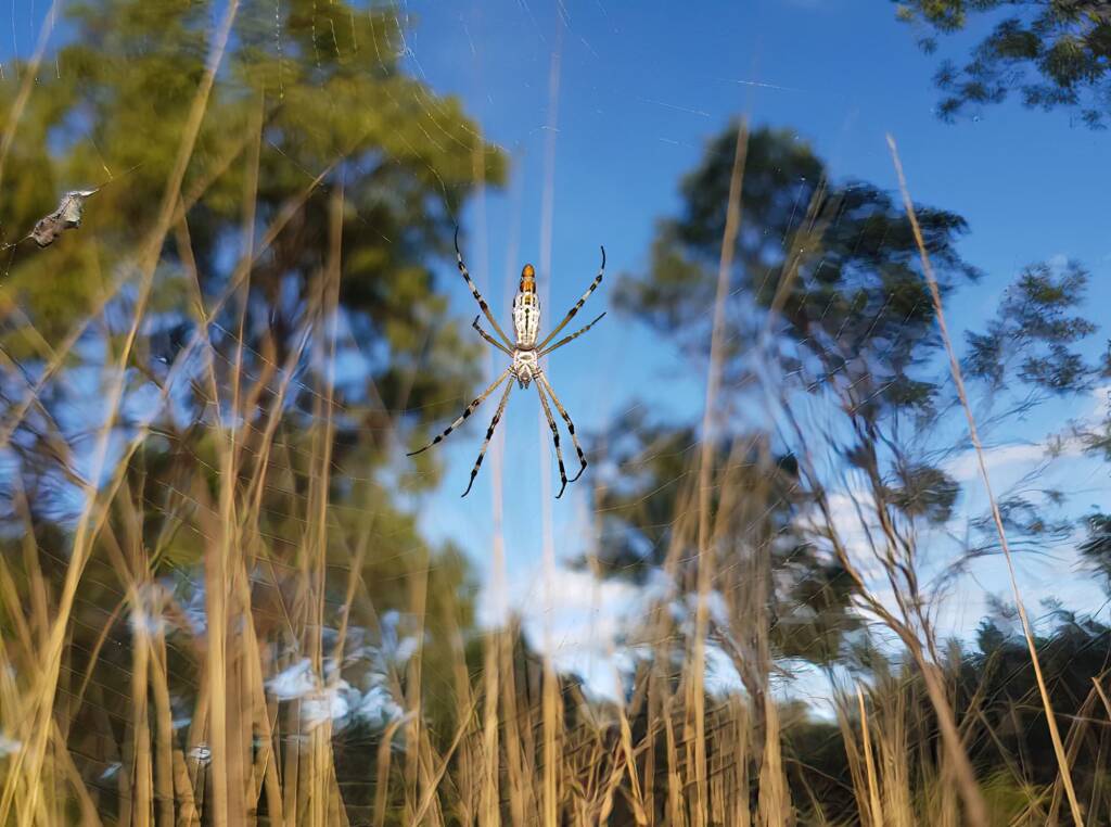 Longtailed Orb-weaving Spider (Argiope protensa), Alice Springs Desert Park NT