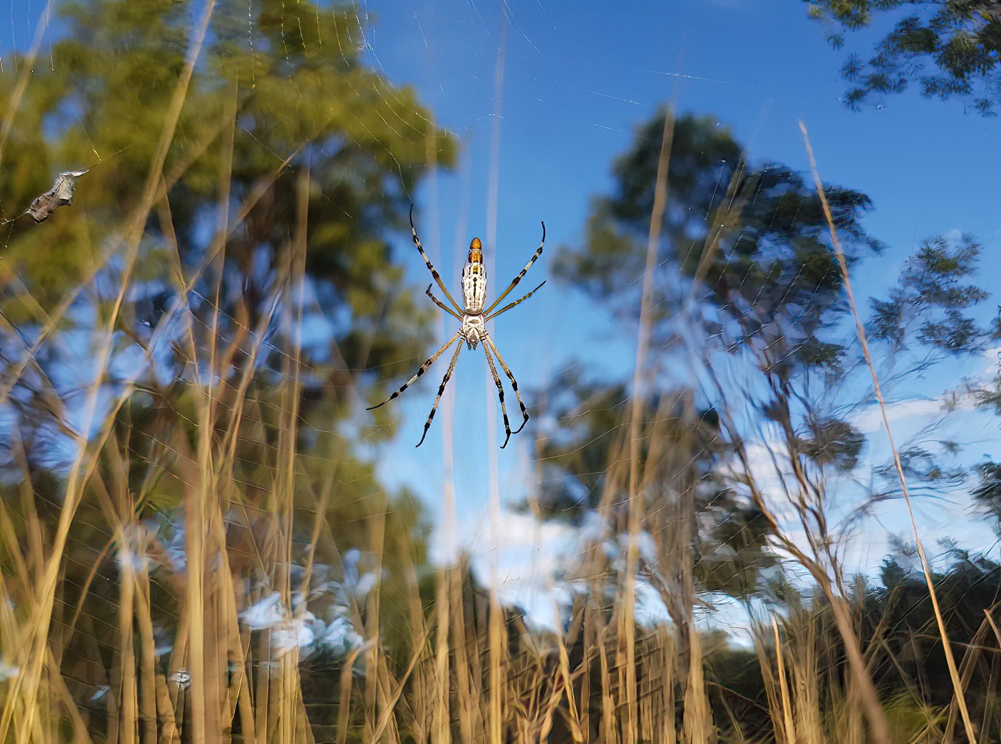 Longtailed Orb-weaving Spider (Argiope protensa), Alice Springs Desert Park NT