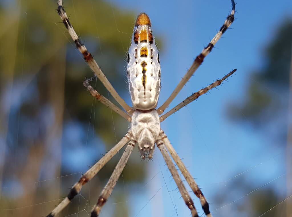 Longtailed Orb-weaving Spider (Argiope protensa), Alice Springs Desert Park NT
