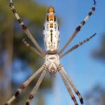 Longtailed Orb-weaving Spider (Argiope protensa), Alice Springs Desert Park NT