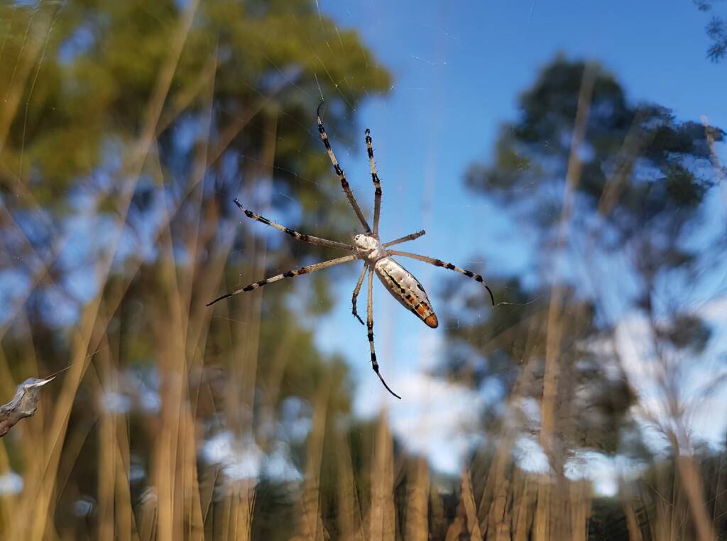Longtailed Orb-weaving Spider (Argiope protensa), Alice Springs Desert Park NT