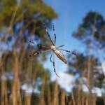 Longtailed Orb-weaving Spider (Argiope protensa), Alice Springs Desert Park NT